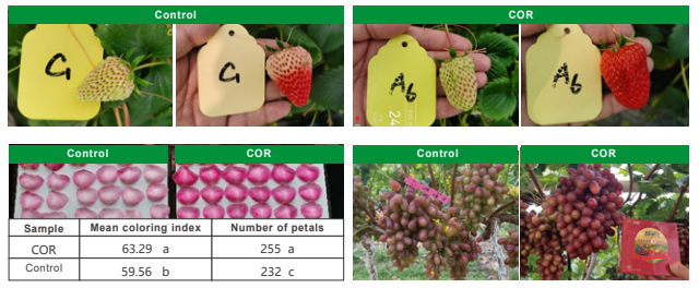 CORONATINE  (COR)