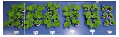 WSF + Pollen Polysaccharide 5%