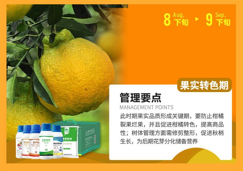 此時期果實品質(zhì)形成關(guān)鍵期，要防止柑橘裂果爛果，并且促進柑橘轉(zhuǎn)色，提高商品性;樹體管理方面需修剪整形，促進秋梢生長，為后期花芽分化儲備營養(yǎng)