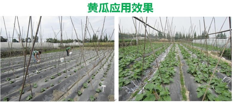 氨基寡糖素 - 植物的免疫衛(wèi)士，根結(jié)線蟲的克星