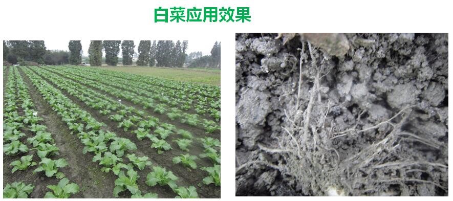 氨基寡糖素 - 植物的免疫衛(wèi)士，根結(jié)線蟲的克星