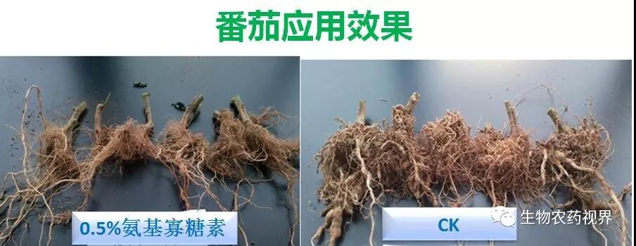 氨基寡糖素 - 植物的免疫衛(wèi)士，根結(jié)線蟲的克星