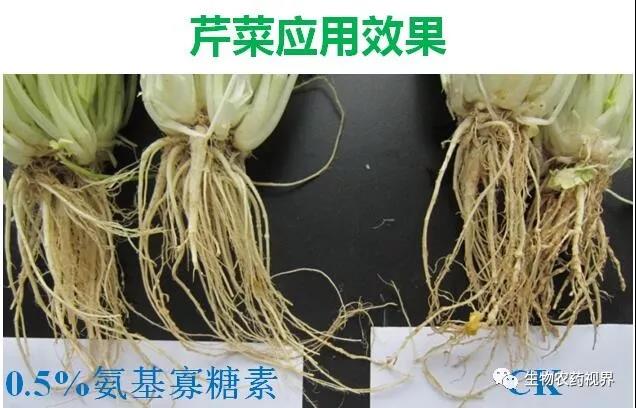 氨基寡糖素 - 植物的免疫衛(wèi)士，根結(jié)線蟲的克星
