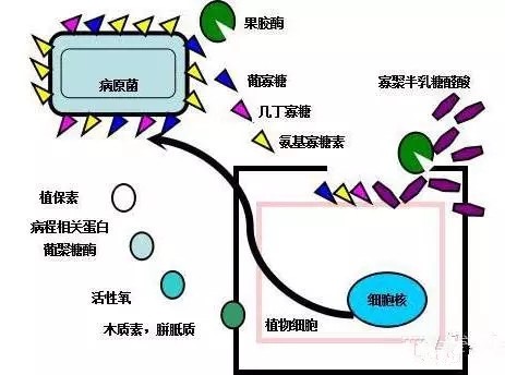 氨基寡糖素 - 植物的免疫衛(wèi)士，根結(jié)線蟲的克星